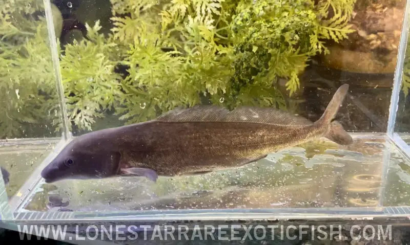 Freshwater Dolphin Fish / Mormyrus Cf. Longirostris Live Freshwater Tropical Fish for Sale Online