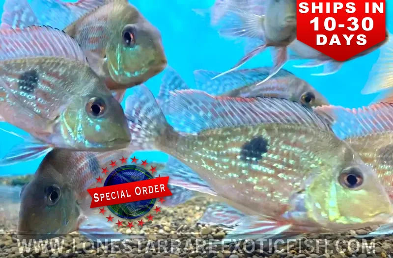 Geophagus Sveni Cichlid / Geophagus Sveni (special Order) Live Freshwater Tropical Fish for Sale Online