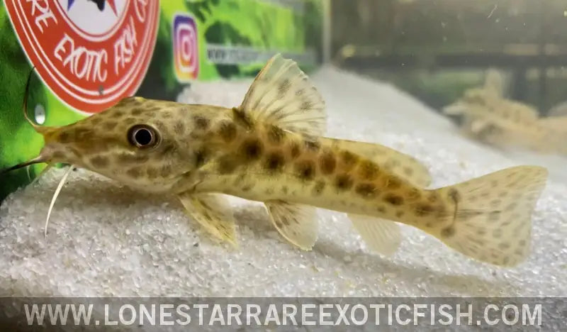 Giraffe Catfish / Auchenoglanis Occidentalis Live Freshwater Tropical Fish for Sale Online