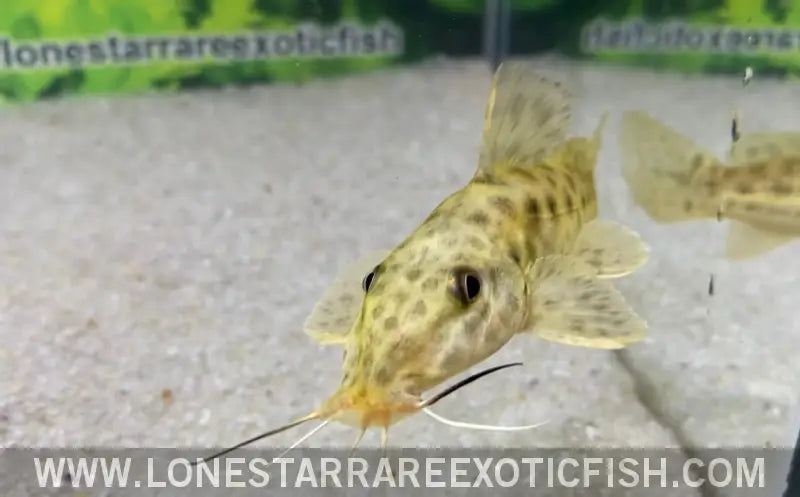 Giraffe Catfish / Auchenoglanis Occidentalis Live Freshwater Tropical Fish for Sale Online
