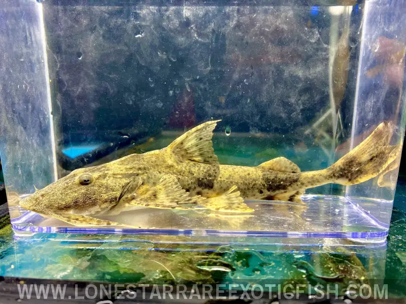Goonch Catfish / Bagarius Yarrelli Live Freshwater Tropical Fish for Sale Online