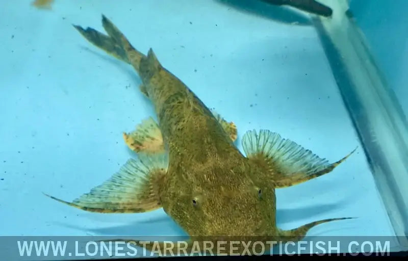 Goonch Catfish / Bagarius Yarrelli Live Freshwater Tropical Fish for Sale Online