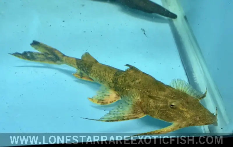 Goonch Catfish / Bagarius Yarrelli Live Freshwater Tropical Fish for Sale Online