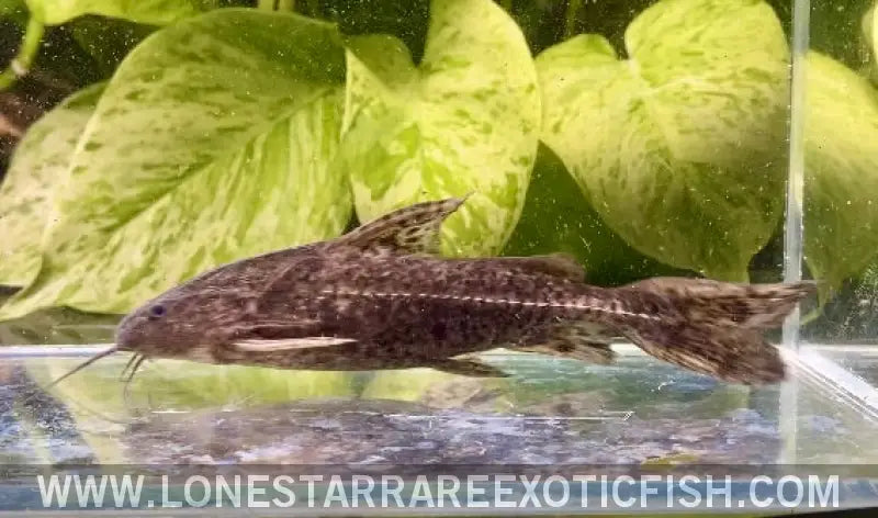 Granulated Catfish / Pterodoras Granulosus Live Freshwater Tropical Fish for Sale Online