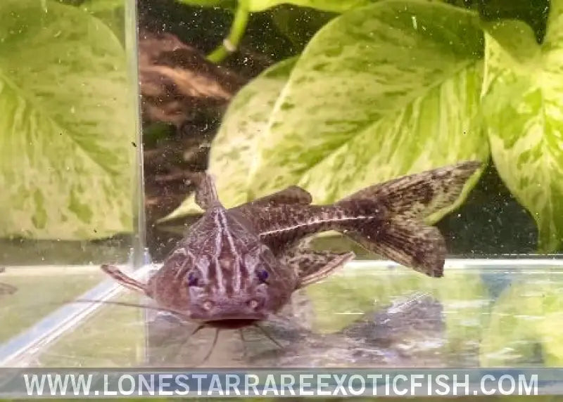 Granulated Catfish / Pterodoras Granulosus Live Freshwater Tropical Fish for Sale Online