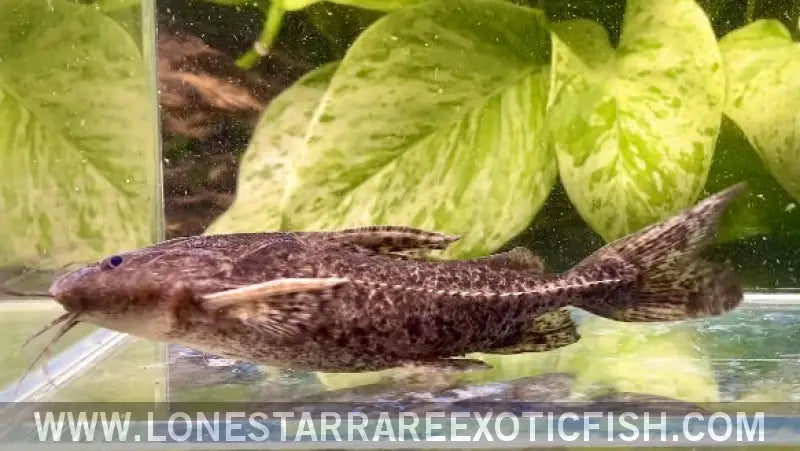 Granulated Catfish / Pterodoras Granulosus Live Freshwater Tropical Fish for Sale Online