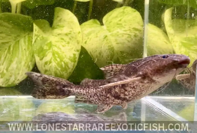 Granulated Catfish / Pterodoras Granulosus Live Freshwater Tropical Fish for Sale Online
