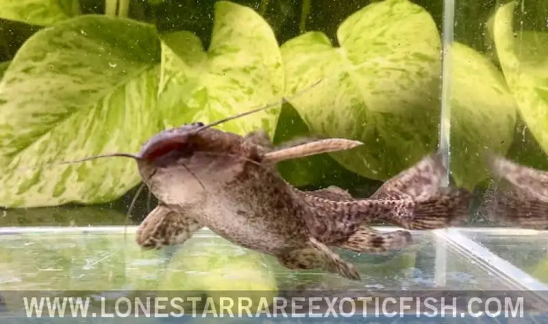 Granulated Catfish / Pterodoras Granulosus Live Freshwater Tropical Fish for Sale Online