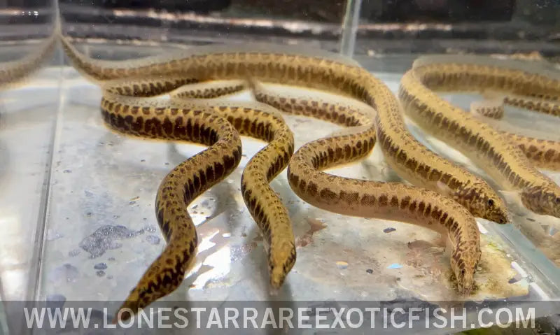 Greshoff’s Spiny Eel / Mastacembelus Greshoffi Live Freshwater Tropical Fish for Sale Online