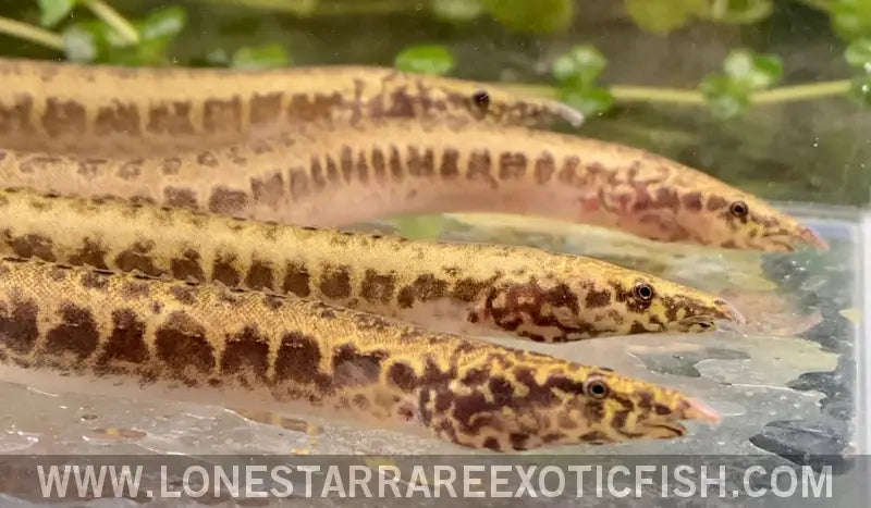 Greshoff’s Spiny Eel / Mastacembelus Greshoffi Live Freshwater Tropical Fish for Sale Online