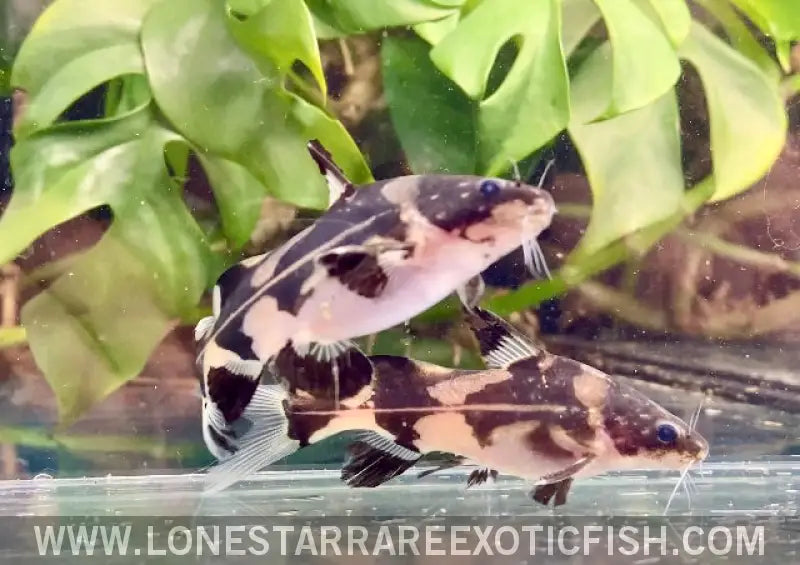 Harlequin Marble Lancer Catfish / Bagroides Melapterus Live Freshwater Tropical Fish for Sale Online