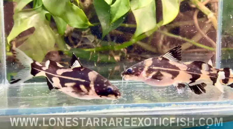 Harlequin Marble Lancer Catfish / Bagroides Melapterus Live Freshwater Tropical Fish for Sale Online