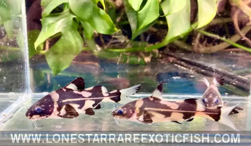 Harlequin Marble Lancer Catfish / Bagroides Melapterus Live Freshwater Tropical Fish for Sale Online