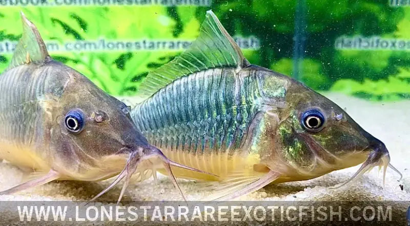 Hognose Cory Catfish / Brochis Multiradiatus Live Freshwater Tropical Fish for Sale Online