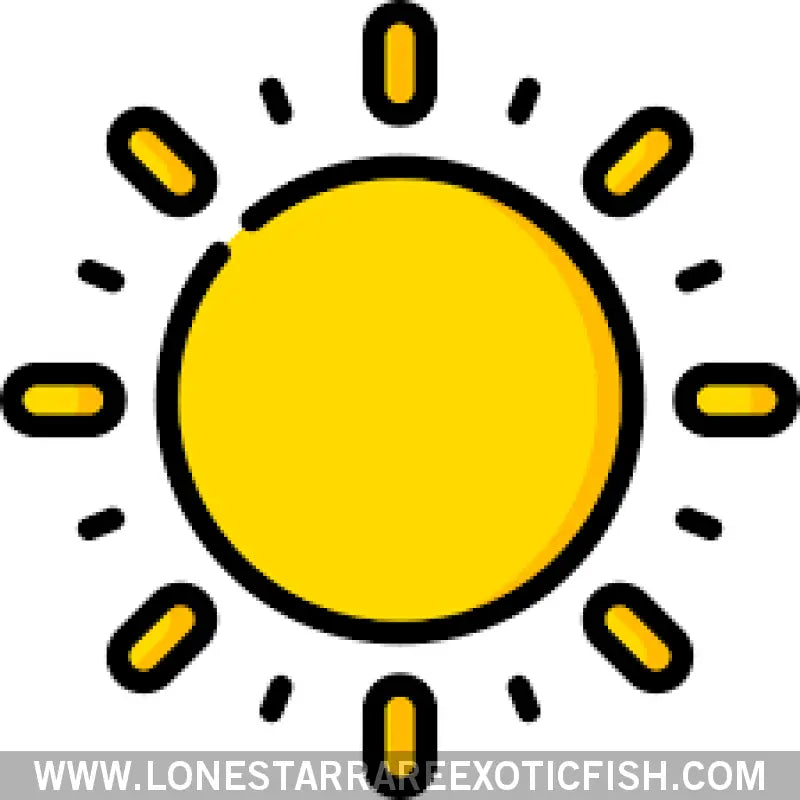 Hot Weather Packaging Live Freshwater Tropical Fish for Sale Online