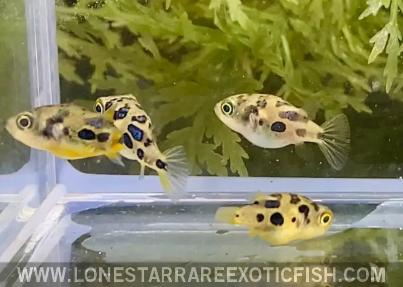 Indian Dwarf Pea Puffer / Carinotetraodon Travancoricus Live Freshwater Tropical Fish for Sale Online
