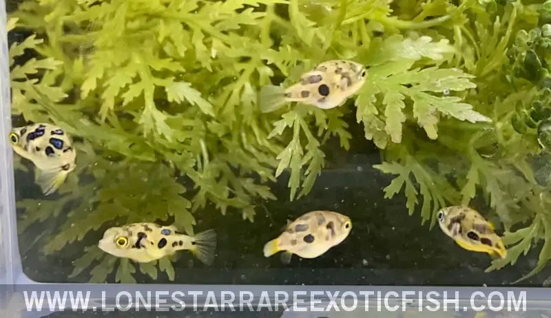 Indian Dwarf Pea Puffer / Carinotetraodon Travancoricus Live Freshwater Tropical Fish for Sale Online