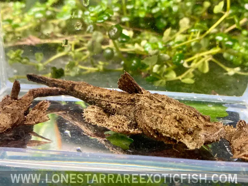 Indian Frogmouth Catfish / Chaca Chaca Catfish / Chaca Chaca Live Freshwater Tropical Fish for Sale Online
