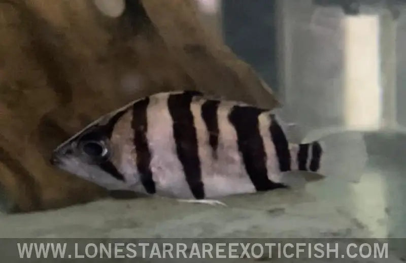 Indonesian Datnoid / Datnioides Microlepis (b Grade) Live Freshwater Tropical Fish for Sale Online