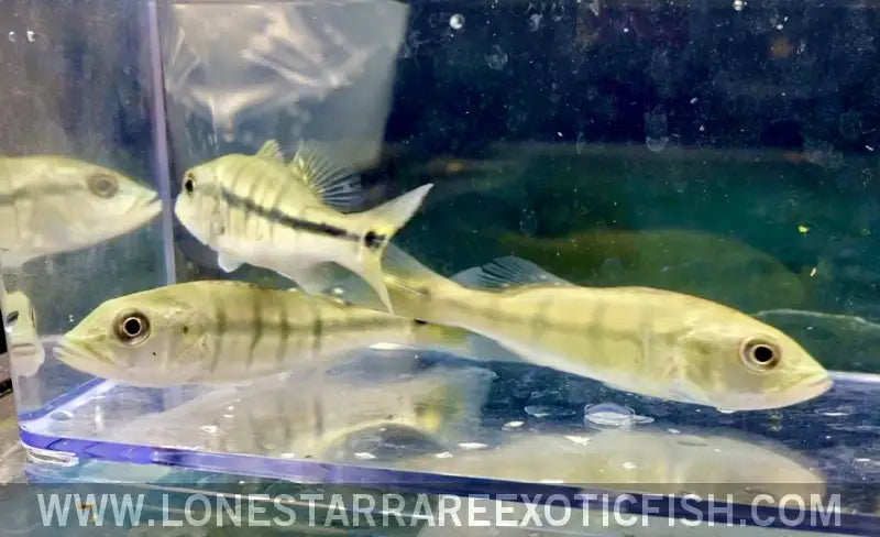 Intermedia Peacock Bass / Cichla Intermedia Live Freshwater Tropical Fish for Sale Online