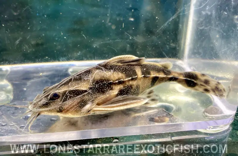 Irwini Catfish / Brachyplatystoma Platynemum Live Freshwater Tropical Fish for Sale Online
