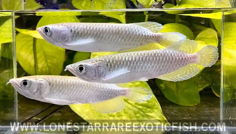 Jardini Arowana / Scleropages Jardinii Live Freshwater Tropical Fish for Sale Online