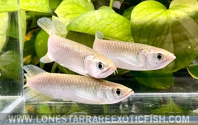 Jardini Arowana / Scleropages Jardinii Live Freshwater Tropical Fish for Sale Online