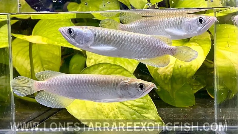 Jardini Arowana / Scleropages Jardinii Live Freshwater Tropical Fish for Sale Online