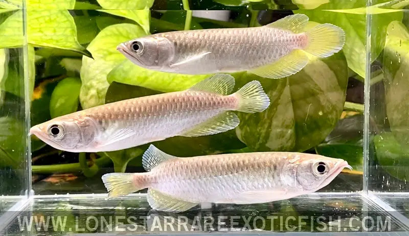 Jardini Arowana / Scleropages Jardinii Live Freshwater Tropical Fish for Sale Online