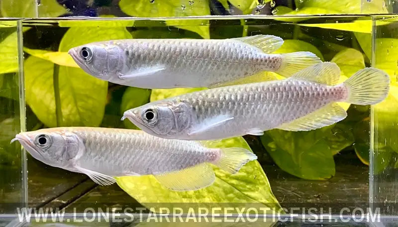 Jardini Arowana / Scleropages Jardinii Live Freshwater Tropical Fish for Sale Online
