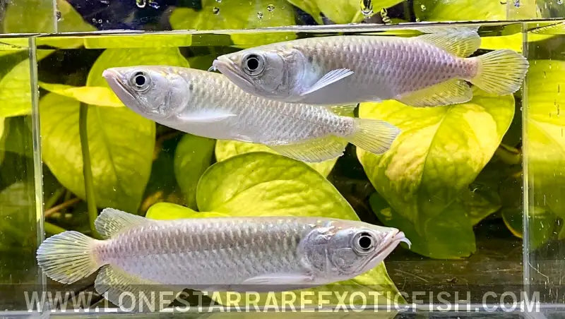 Jardini Arowana / Scleropages Jardinii Live Freshwater Tropical Fish for Sale Online