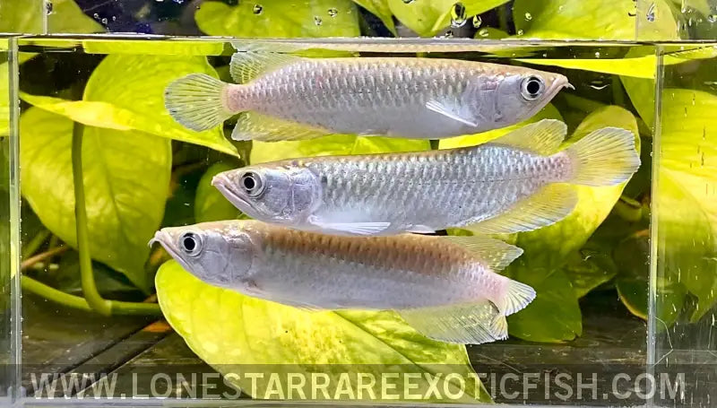Jardini Arowana / Scleropages Jardinii Live Freshwater Tropical Fish for Sale Online