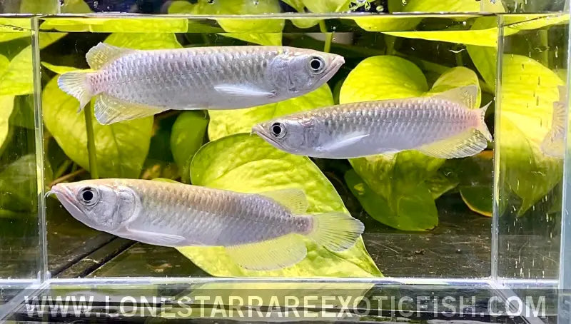 Jardini Arowana / Scleropages Jardinii Live Freshwater Tropical Fish for Sale Online