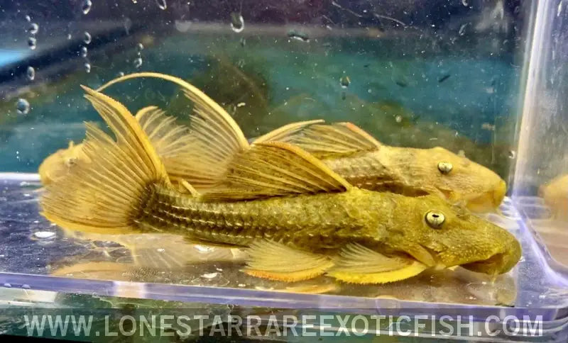 L024 Redfin Cactus Pleco / Pseudacanthicus Pitanga Live Freshwater Tropical Fish for Sale Online
