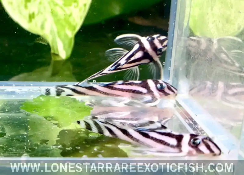 L046 Zebra Pleco / Hypancistrus Zebra Live Freshwater Tropical Fish for Sale Online