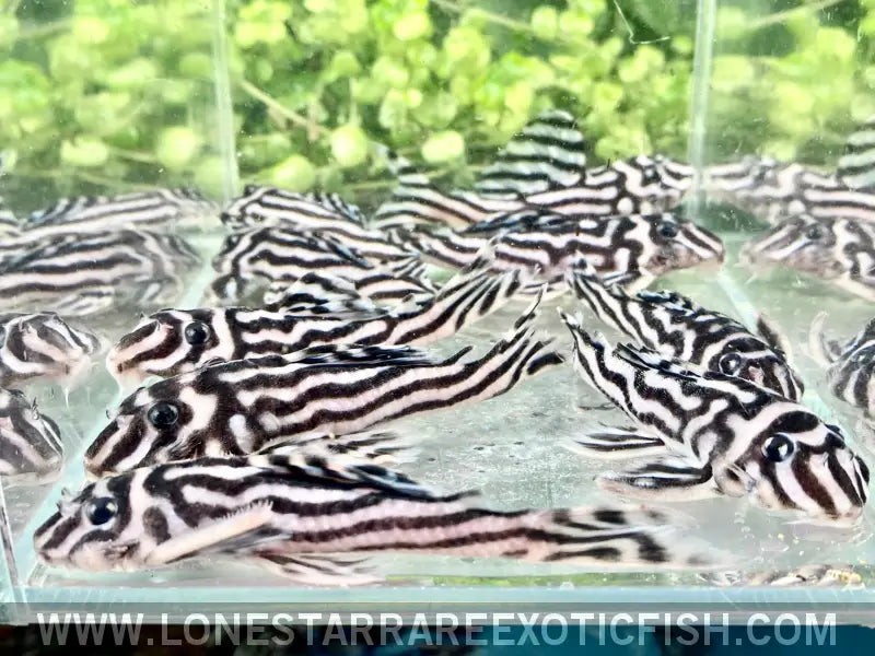 L046 Zebra Pleco / Hypancistrus Zebra Live Freshwater Tropical Fish for Sale Online