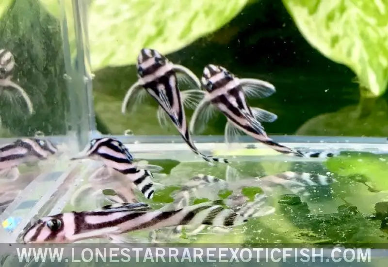 L046 Zebra Pleco / Hypancistrus Zebra Live Freshwater Tropical Fish for Sale Online