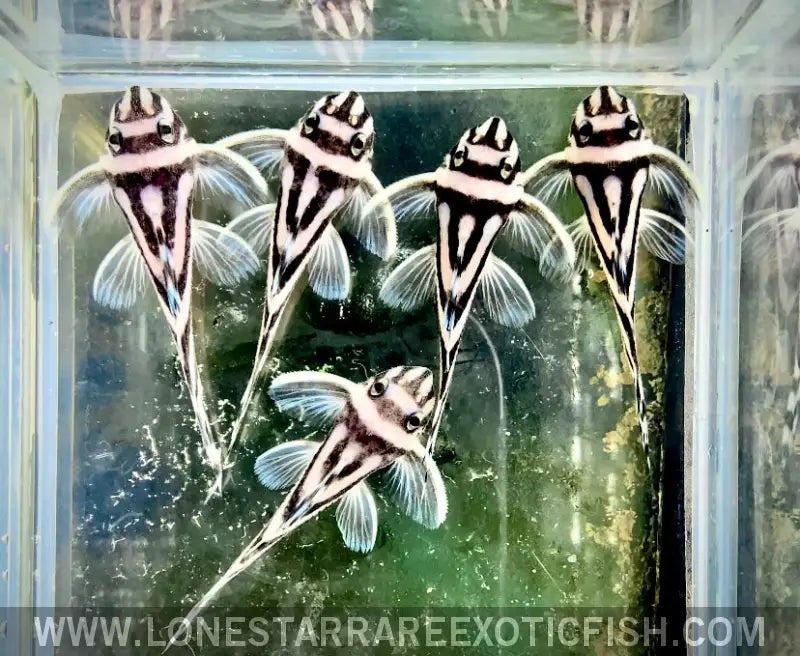 L046 Zebra Pleco / Hypancistrus Zebra Live Freshwater Tropical Fish for Sale Online