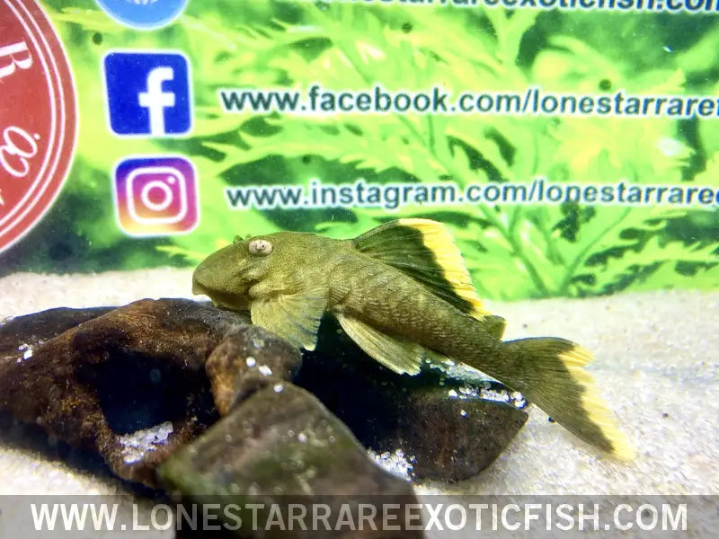 L047 Mango Pleco / Baryancistrus Chrysolomus Live Freshwater Tropical Fish for Sale Online
