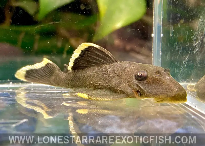 L047 Mango Pleco / Baryancistrus Chrysolomus Live Freshwater Tropical Fish for Sale Online