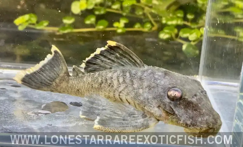L047 Mango Pleco / Baryancistrus Chrysolomus Live Freshwater Tropical Fish for Sale Online