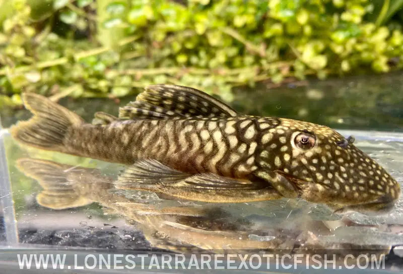 L106 Orange Seam Pleco / Hemiancistrus Guahiborum Live Freshwater Tropical Fish for Sale Online