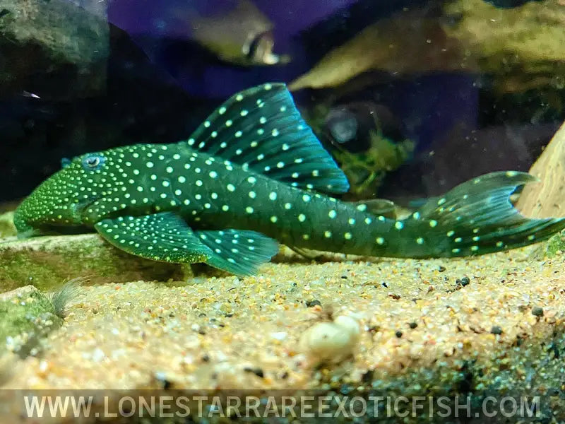 L128 Blue Phantom Pleco / Hemiancistrus Sp. Live Freshwater Tropical Fish for Sale Online