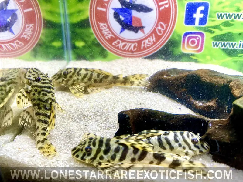 L134 Leopard Frog Pleco / Peckoltia Compta Live Freshwater Tropical Fish for Sale Online