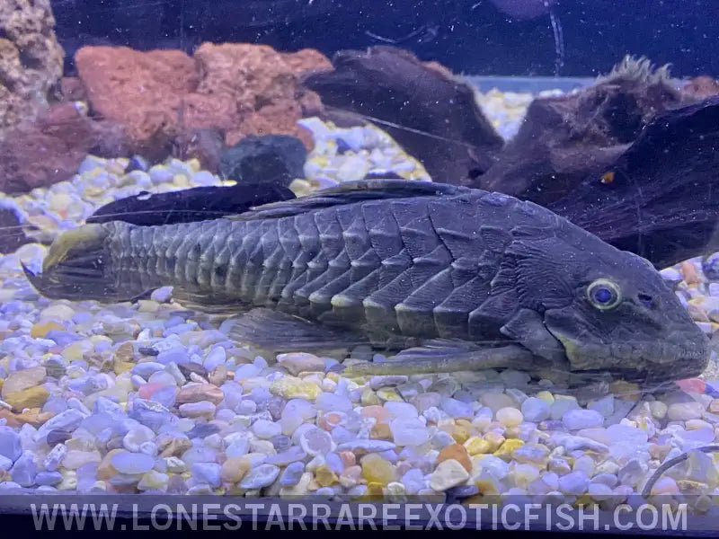 L152 Pineapple Pleco / Pseudorinelepis Genibarbis Live Freshwater Tropical Fish for Sale Online