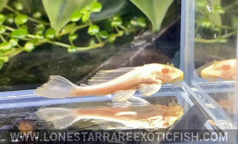 L165 Albino Sailfin Pleco / Glyptoperichthys Gibbiceps Live Freshwater Tropical Fish for Sale Online
