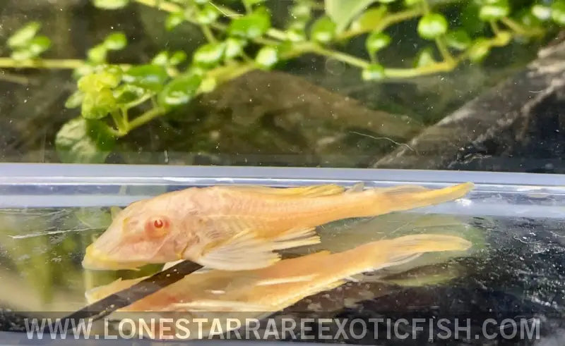 L165 Albino Sailfin Pleco / Glyptoperichthys Gibbiceps Live Freshwater Tropical Fish for Sale Online