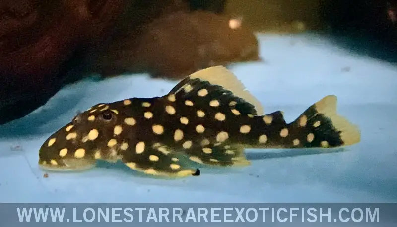L177 Goldseam Gold Nugget Pleco / Baryancistrus Xanthellus Live Freshwater Tropical Fish for Sale Online