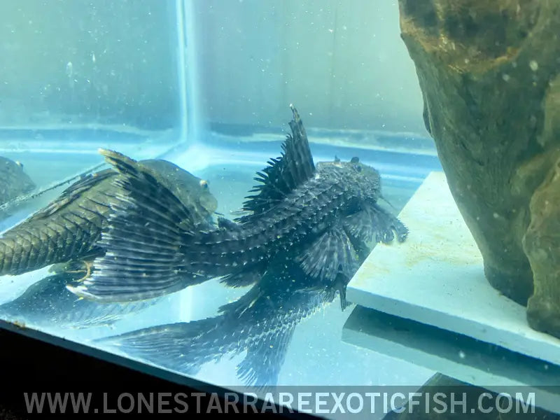 L185 Xingu Spiny Monster Pleco / Pseudacanthicus Sp. Live Freshwater Tropical Fish for Sale Online