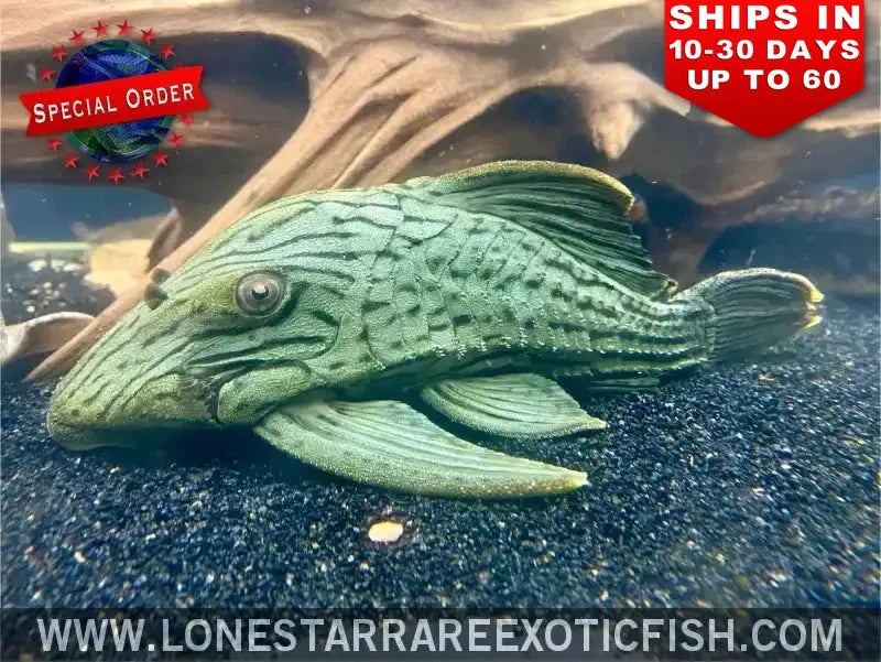 L191 Dull Eyed Royal Pleco / Panaque Sp. L191 (special Order) Live Freshwater Tropical Fish for Sale Online